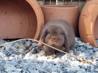 1662897082656.jpg - สาวน้อย Holland Lop  | https://farmfhunkhaochangum.com