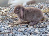 1662897085989.jpg - สาวน้อย Holland Lop  | https://farmfhunkhaochangum.com