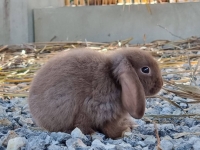 1662897091985.jpg - สาวน้อย Holland Lop  | https://farmfhunkhaochangum.com