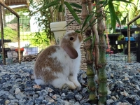 1662897068229.jpg - สาวน้อย Holland Lop  | https://farmfhunkhaochangum.com