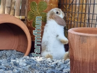 1662897071661.jpg - สาวน้อย Holland Lop  | https://farmfhunkhaochangum.com