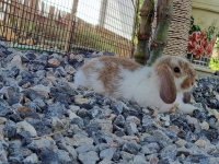 1662897078178.jpg - สาวน้อย Holland Lop  | https://farmfhunkhaochangum.com