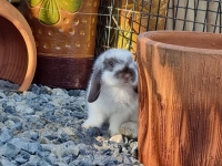 1662897048062.jpg - สาวน้อย Holland Lop  | https://farmfhunkhaochangum.com