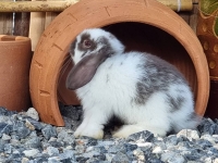 1662897055054.jpg - สาวน้อย Holland Lop  | https://farmfhunkhaochangum.com