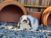 1662897062114.jpg - สาวน้อย Holland Lop  | https://farmfhunkhaochangum.com