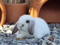 1662897012229.jpg - สาวน้อย Holland Lop  | https://farmfhunkhaochangum.com