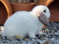 1662897015310.jpg - สาวน้อย Holland Lop  | https://farmfhunkhaochangum.com