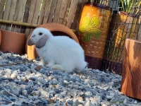 1662897022469.jpg - สาวน้อย Holland Lop  | https://farmfhunkhaochangum.com