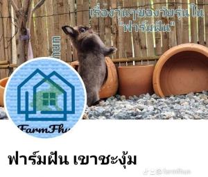 202306142113003.jpeg - กระต่ายฮอลแลนด์ลอป | https://farmfhunkhaochangum.com