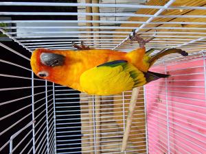 202311061219060.jpg - นกซันคอนัวร์ (sun conure bird) | https://farmfhunkhaochangum.com