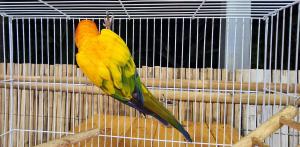 202311061219071.jpg - นกซันคอนัวร์ (sun conure bird) | https://farmfhunkhaochangum.com