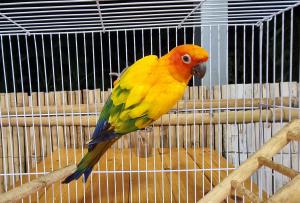 202311061219072.jpg - นกซันคอนัวร์ (sun conure bird) | https://farmfhunkhaochangum.com