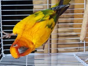 202311061219073.jpg - นกซันคอนัวร์ (sun conure bird) | https://farmfhunkhaochangum.com