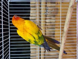 202311061219084.jpg - นกซันคอนัวร์ (sun conure bird) | https://farmfhunkhaochangum.com