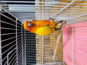 202311061219095.jpg - นกซันคอนัวร์ (sun conure bird) | https://farmfhunkhaochangum.com