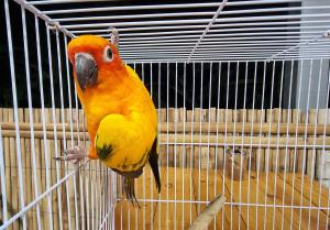 202311061219106.jpg - นกซันคอนัวร์ (sun conure bird) | https://farmfhunkhaochangum.com