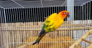 202311061219107.jpg - นกซันคอนัวร์ (sun conure bird) | https://farmfhunkhaochangum.com