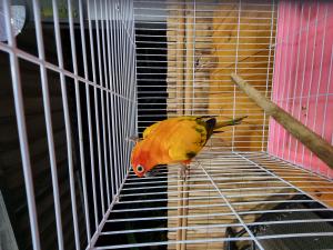 202311061219118.jpg - นกซันคอนัวร์ (sun conure bird) | https://farmfhunkhaochangum.com