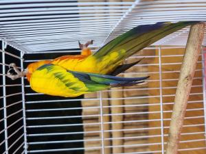 2023110612191210.jpg - นกซันคอนัวร์ (sun conure bird) | https://farmfhunkhaochangum.com