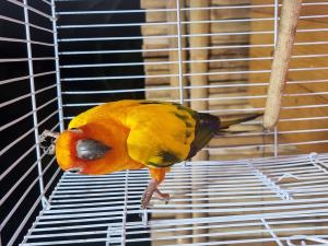 202311061219129.jpg - นกซันคอนัวร์ (sun conure bird) | https://farmfhunkhaochangum.com