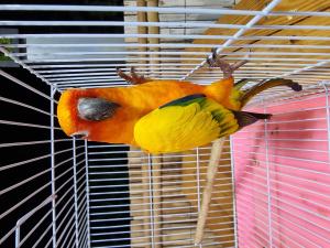 2023110612191412.jpg - นกซันคอนัวร์ (sun conure bird) | https://farmfhunkhaochangum.com