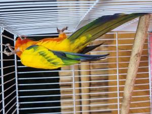 2023110612191513.jpg - นกซันคอนัวร์ (sun conure bird) | https://farmfhunkhaochangum.com