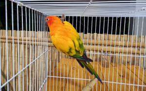 2023110612191614.jpg - นกซันคอนัวร์ (sun conure bird) | https://farmfhunkhaochangum.com