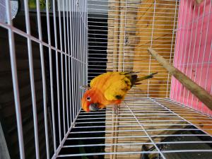 2023110612191615.jpg - นกซันคอนัวร์ (sun conure bird) | https://farmfhunkhaochangum.com