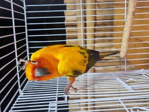 2023110612191716.jpg - นกซันคอนัวร์ (sun conure bird) | https://farmfhunkhaochangum.com