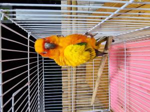 2023110612191817.jpg - นกซันคอนัวร์ (sun conure bird) | https://farmfhunkhaochangum.com