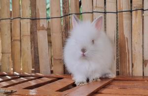 202311301334060.jpg - กระต่ายพันธุ์ไลอ้อนเฮดท์(Lionhead) | https://farmfhunkhaochangum.com