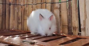 202311301334072.jpg - กระต่ายพันธุ์ไลอ้อนเฮดท์(Lionhead) | https://farmfhunkhaochangum.com