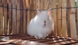 202311301334099.jpg - กระต่ายพันธุ์ไลอ้อนเฮดท์(Lionhead) | https://farmfhunkhaochangum.com