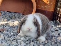 1662897028362.jpg - สาวน้อย Holland Lop  | https://farmfhunkhaochangum.com