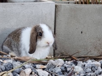 1662897033724.jpg - สาวน้อย Holland Lop  | https://farmfhunkhaochangum.com