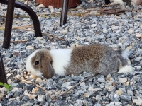 1662897042050.jpg - สาวน้อย Holland Lop  | https://farmfhunkhaochangum.com