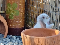 1662897096670.jpg - สาวน้อย Holland Lop  | https://farmfhunkhaochangum.com