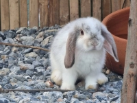 1662897105227.jpg - สาวน้อย Holland Lop  | https://farmfhunkhaochangum.com