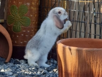 1662897108692.jpg - สาวน้อย Holland Lop  | https://farmfhunkhaochangum.com